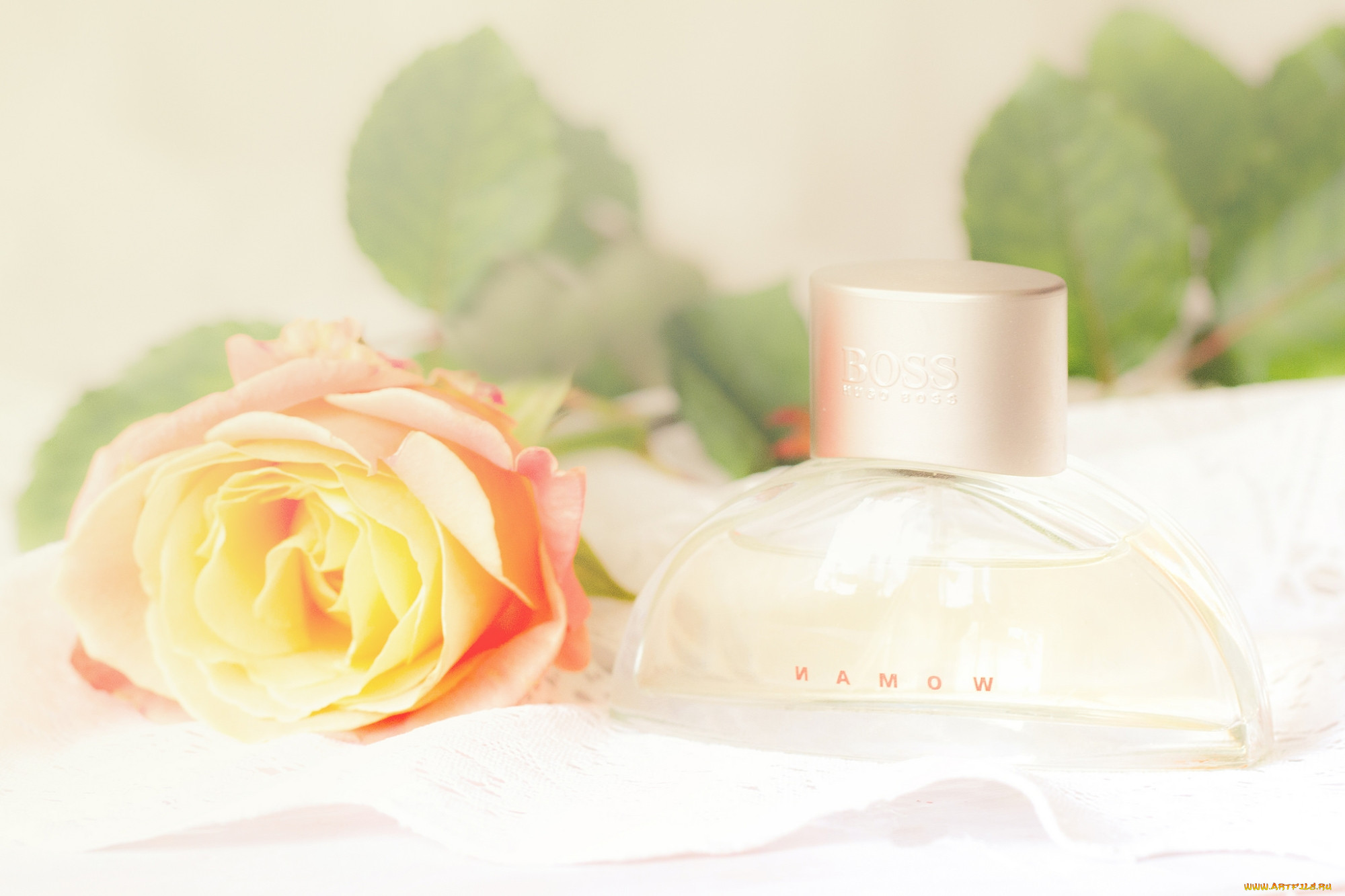 Духи фон. Духи Rose Fragrances. Духи роза 2000. Фон Парфюм розы.